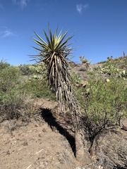 Yucca torreyi