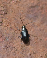 Phyllotreta nigripes