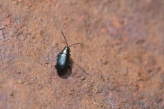 Phyllotreta nigripes