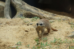 Suricata