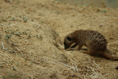 Suricata