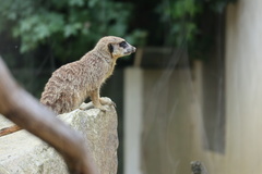 Suricata