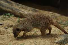 Suricata