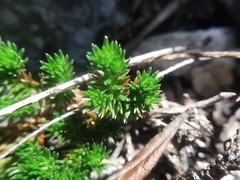Selaginella wrightii