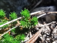 Selaginella wrightii