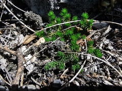Selaginella wrightii