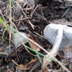 Mycena plumipes