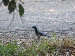 Aphelocoma insularis