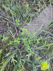 Euphorbia taurinensis