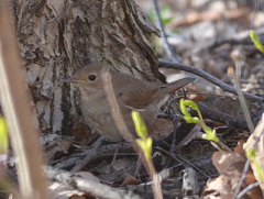 Luscinia luscinia
