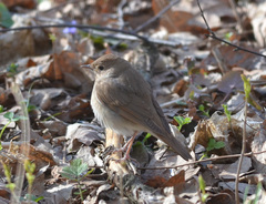 Luscinia luscinia