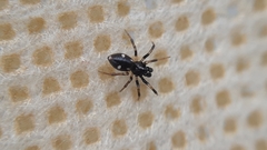 Euryopis quinqueguttata