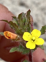 Camissoniopsis lewisii