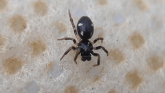 Euryopis quinqueguttata