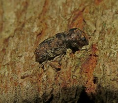 Basitropidini