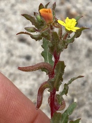 Camissoniopsis lewisii