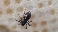 Euryopis quinqueguttata