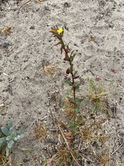 Camissoniopsis lewisii