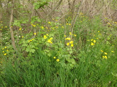 Ranunculus constantinopolitanus