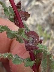 Camissoniopsis lewisii