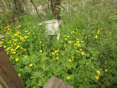 Ranunculus constantinopolitanus