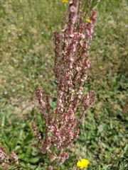 Rumex