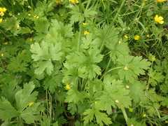 Ranunculus constantinopolitanus
