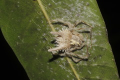 Mastophora leucacantha