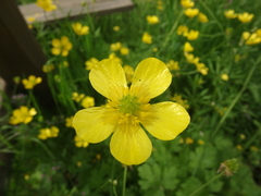 Ranunculus constantinopolitanus