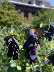 Cerinthe