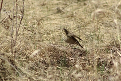 Anthus trivialis