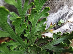 Selaginella novoleonensis