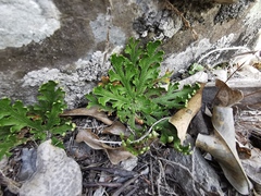 Selaginella novoleonensis