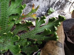 Selaginella novoleonensis