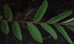 Grewia bicolor image