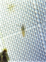 Entomobrya atrocincta