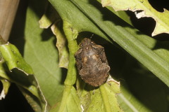 Tetyra antillarum
