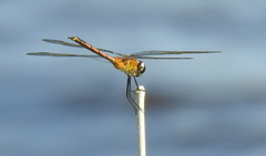 Brachymesia