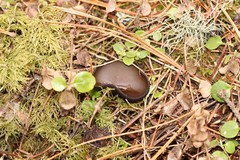 Pseudoplectania vogesiaca