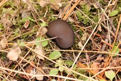 Pseudoplectania vogesiaca