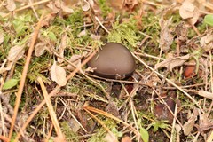 Pseudoplectania vogesiaca