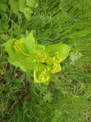 Tenthredo distinguenda