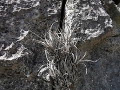 Tillandsia karwinskyana
