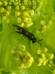 Tenthredo distinguenda