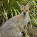 Red-necked Wallaby - Photo (c) Marie Tarrant, some rights reserved (CC BY-NC), uploaded by Marie Tarrant