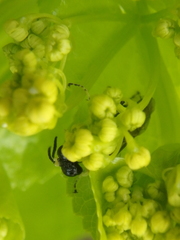 Tenthredo distinguenda