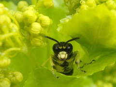 Tenthredo distinguenda