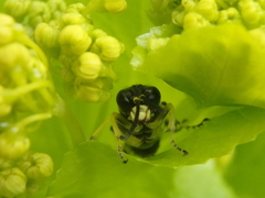 Tenthredo distinguenda