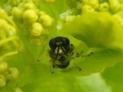 Tenthredo distinguenda