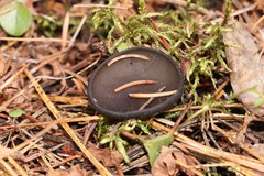 Pseudoplectania vogesiaca